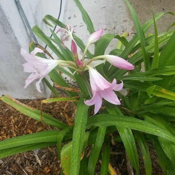 Crinum bulbispermum Λουλούδι