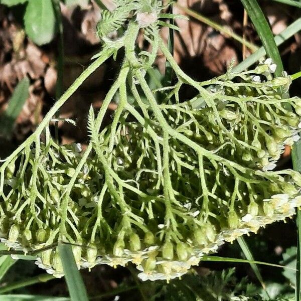 Achillea crithmifolia फूल