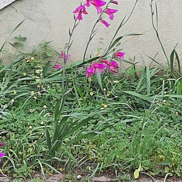 Gladiolus italicus Cvet