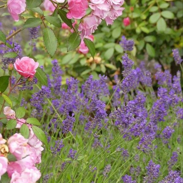 Lavandula angustifolia Flor