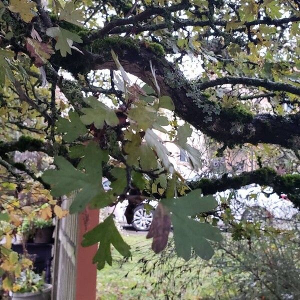 Crataegus monogyna Листок