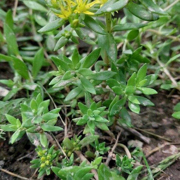 Sedum sarmentosum পাতা