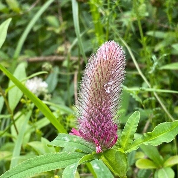 Trifolium rubens Blomst