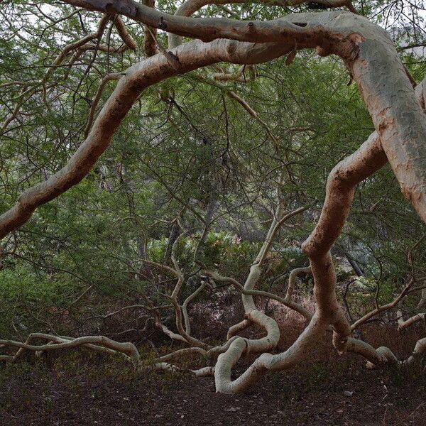 Vachellia xanthophloea Прочее