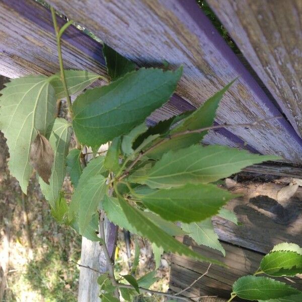 Celtis australis Leaf