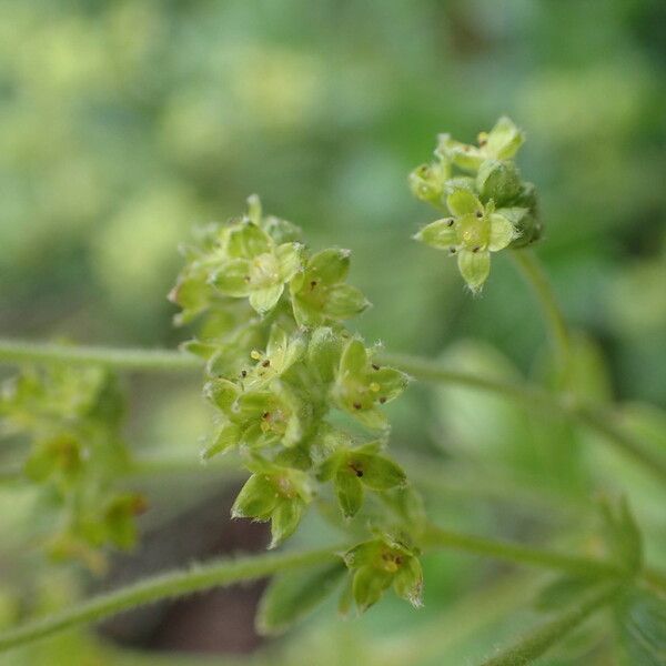 Alchemilla saxatilis Cvet