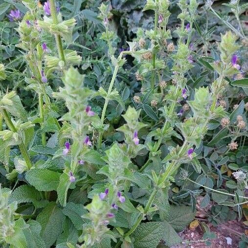 Salvia viridis Φύλλο