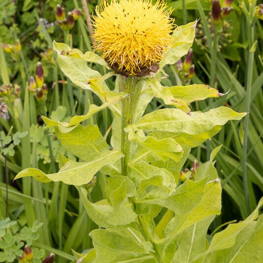 Centaurea macrocephala Flors