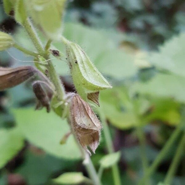 Salvia glutinosa Hedelmä