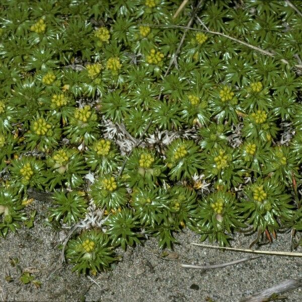 Azorella trifurcata Flor
