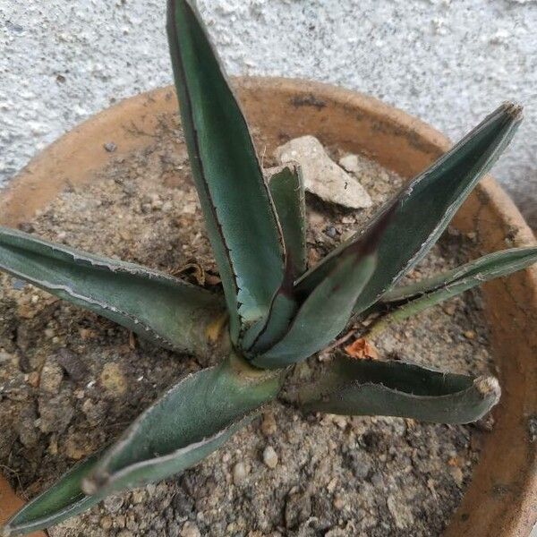 Agave palmeri (Palmer agave)