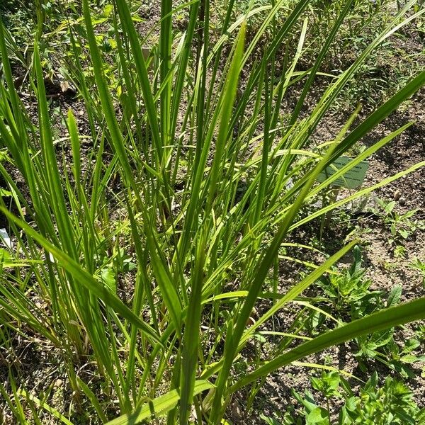 Acorus calamus Hoja