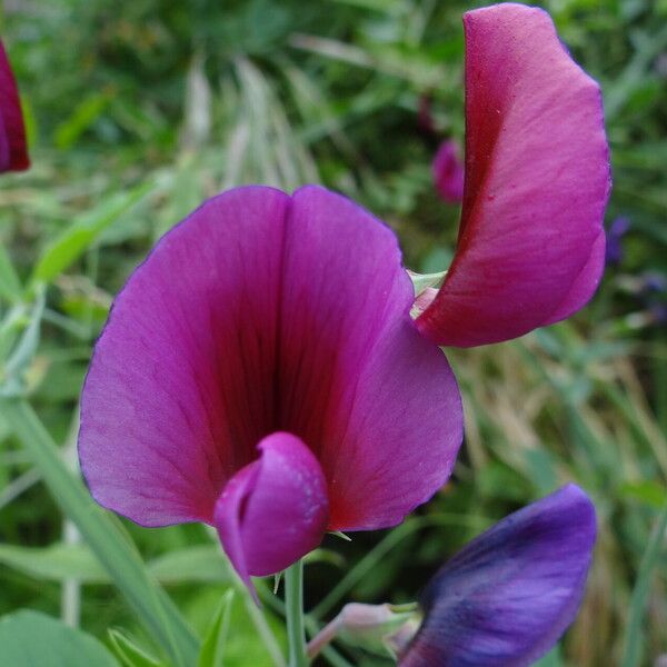 Lathyrus tingitanus ᱵᱟᱦᱟ