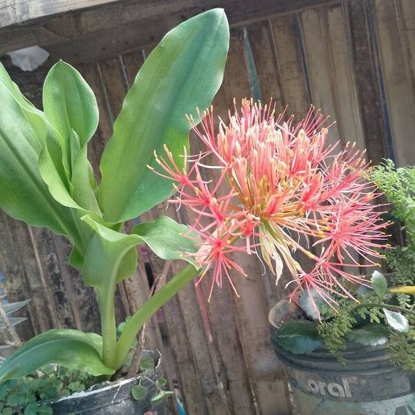 Scadoxus multiflorus ᱵᱟᱦᱟ