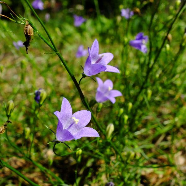 Campanula rotundifolia 花