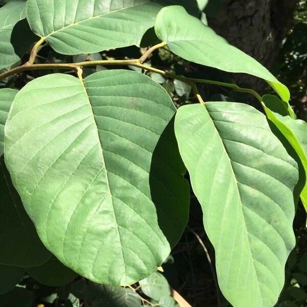 Annona senegalensis Frunză