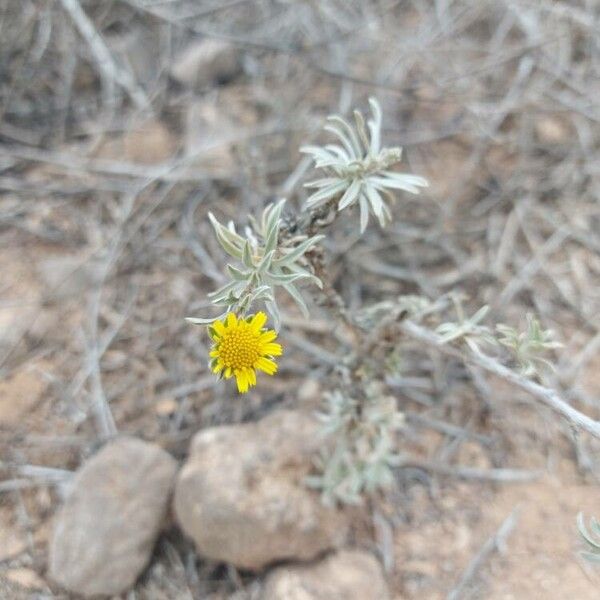 Asteriscus graveolens फूल