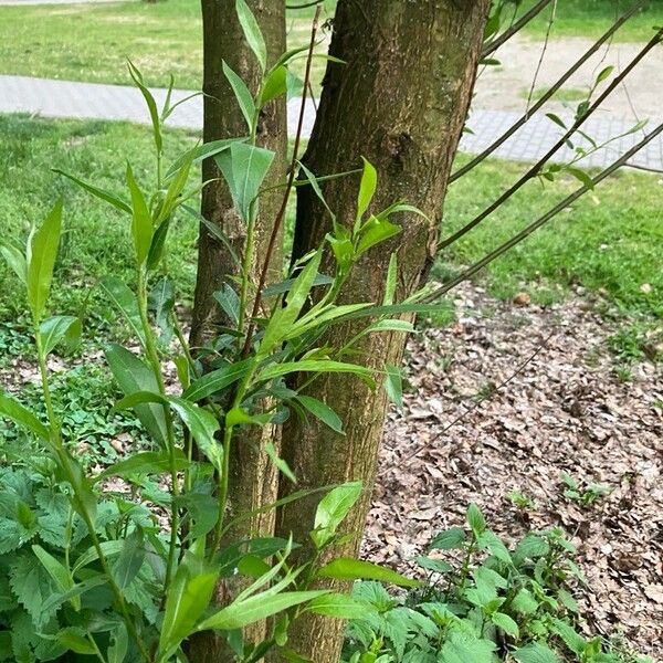 Salix lucida Rinde