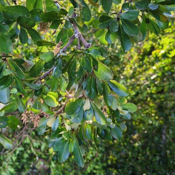 Terminalia buceras Leaf