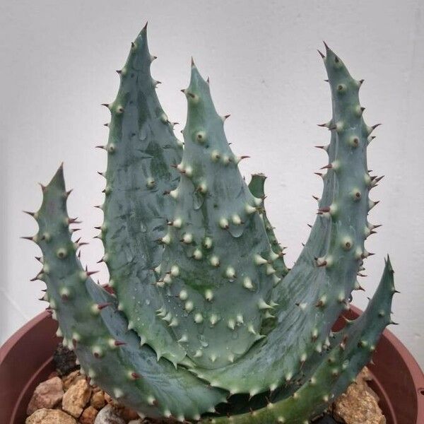 Aloe aculeata Yaprak