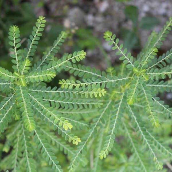 Phyllanthus amarus Fuelha