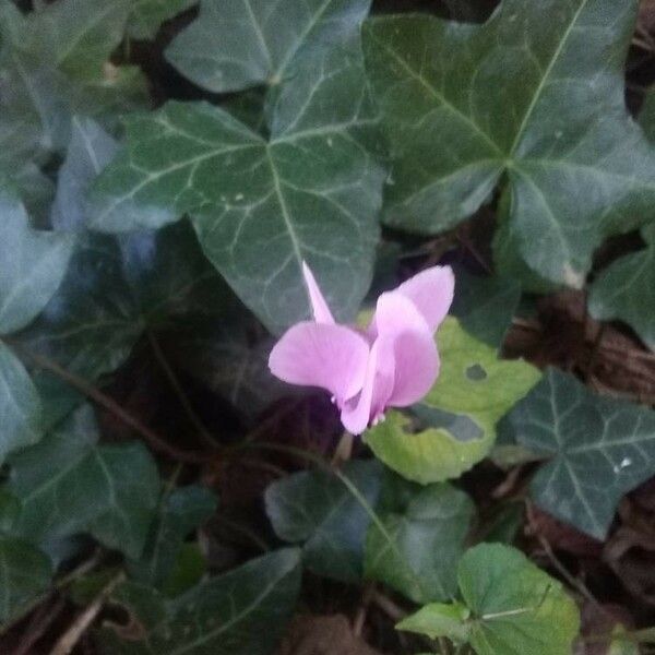 Cyclamen hederifolium Kvet