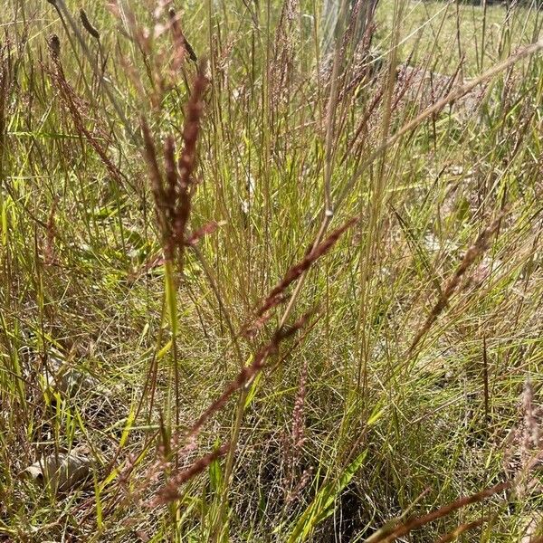 Agrostis vinealis Květ