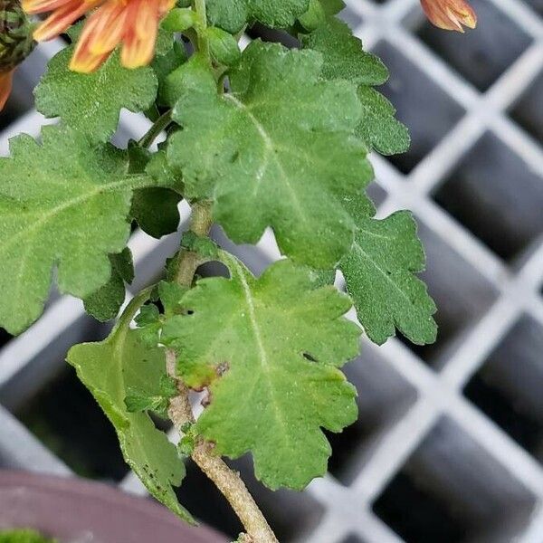 Chrysanthemum × morifolium Folha