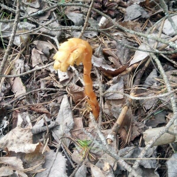 Monotropa hypopitys Cvet