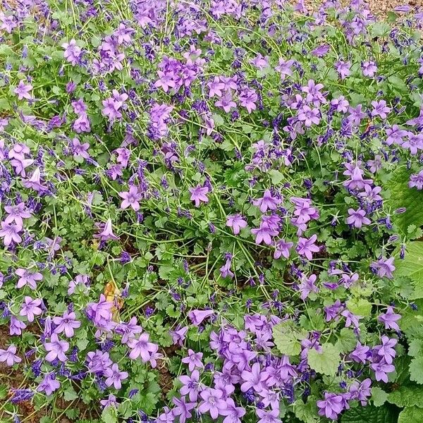 Campanula portenschlagiana Flower