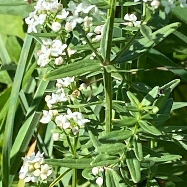 Galium boreale برگ