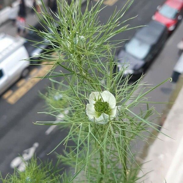 Nigella damascena Flower