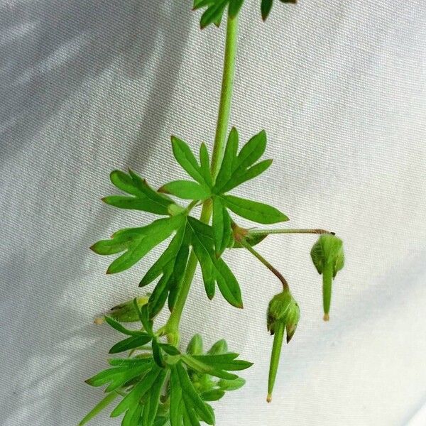 Geranium pusillum Frukto