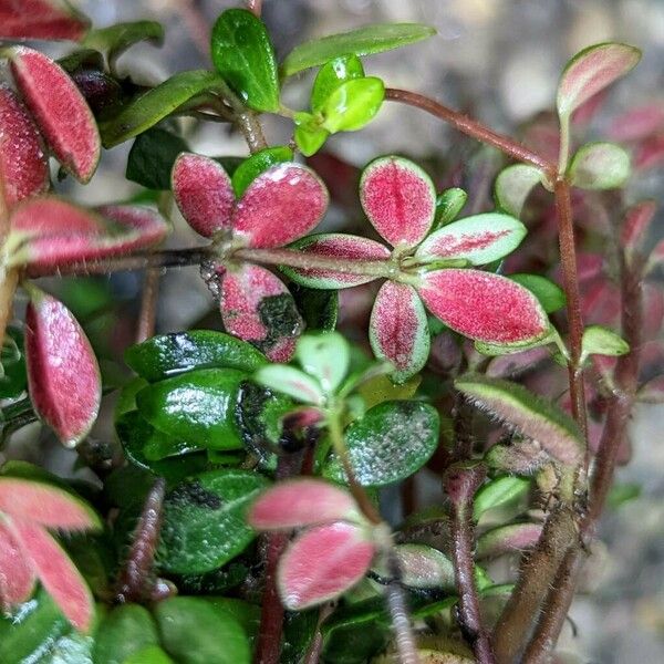 Peperomia verticillata Folio