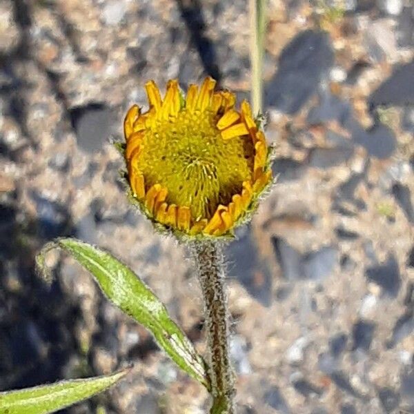 Buphthalmum salicifolium Λουλούδι