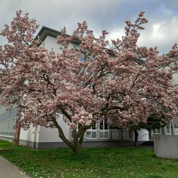 Magnolia × soulangeana Plante entière