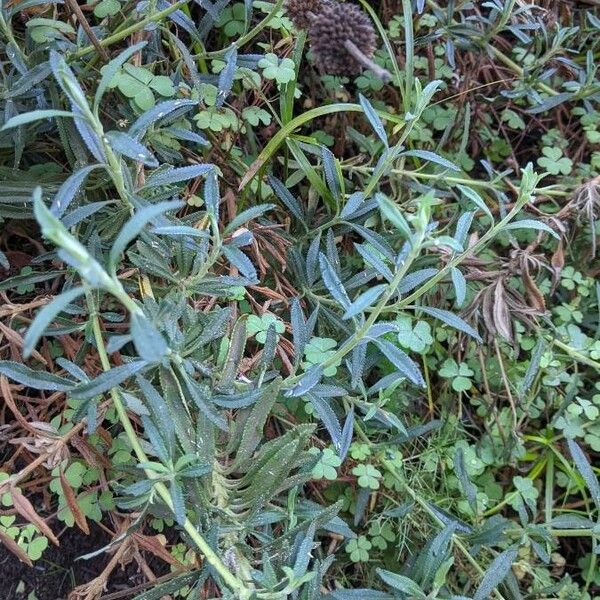 Salvia mellifera برگ