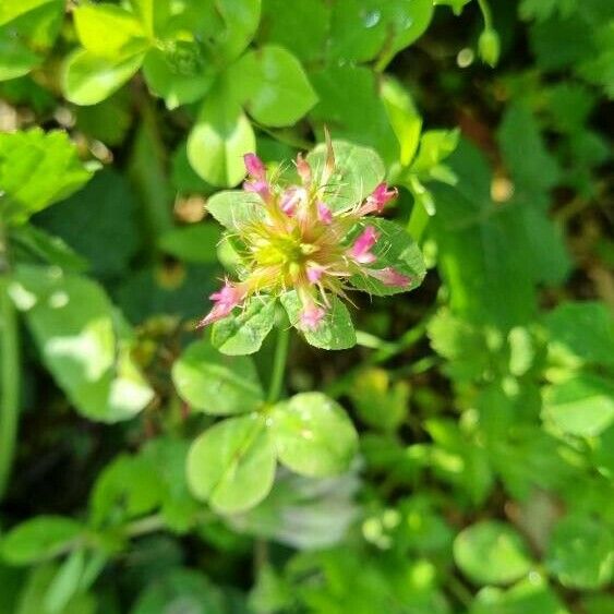 Trifolium spumosum Virág