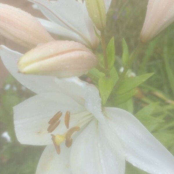 Lilium candidum Flower