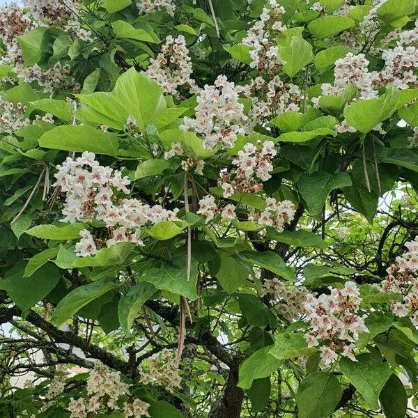 Catalpa ovata 葉