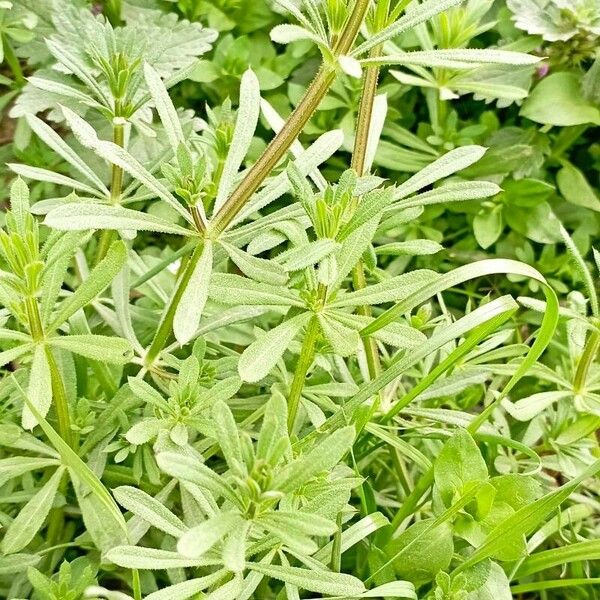 Galium verrucosum Blad