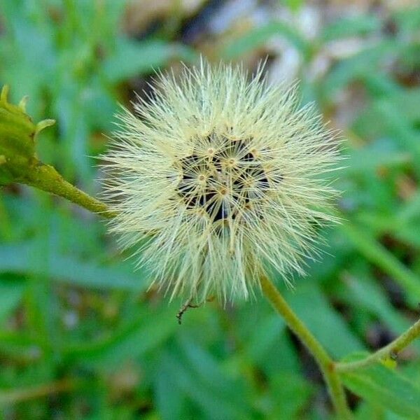 Hieracium sabaudum Плод