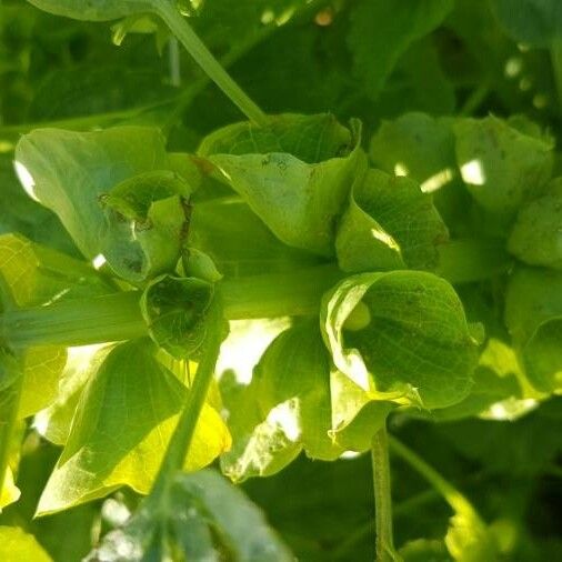 Moluccella laevis Other