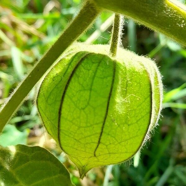 Physalis peruviana Φρούτο