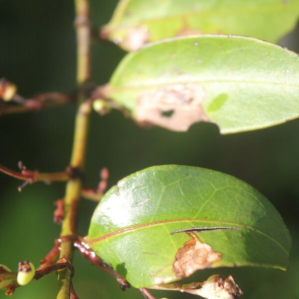 Chiococca alba Fuelha