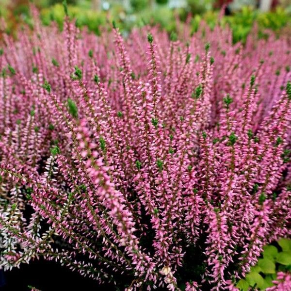 Calluna vulgaris Blomst