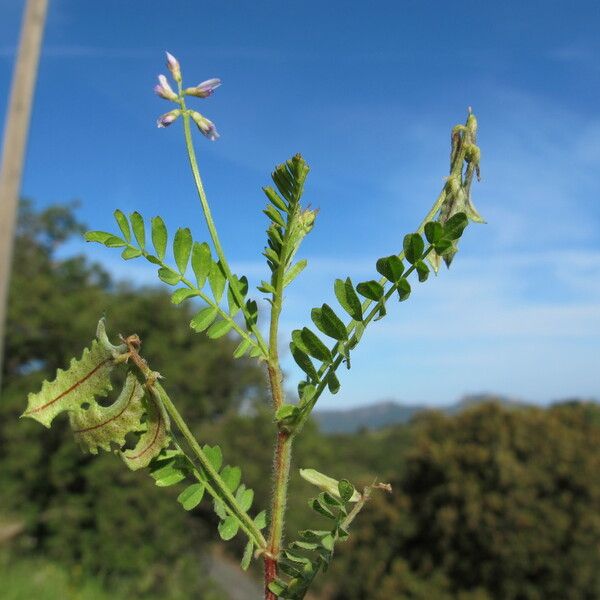 Biserrula pelecinus 形態