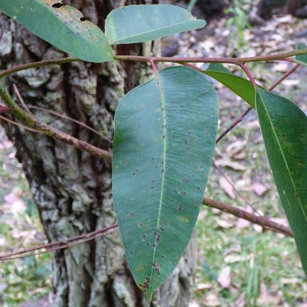 Eucalyptus robusta Лист