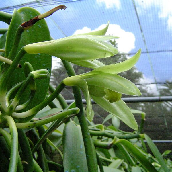 Vanilla planifolia Floare