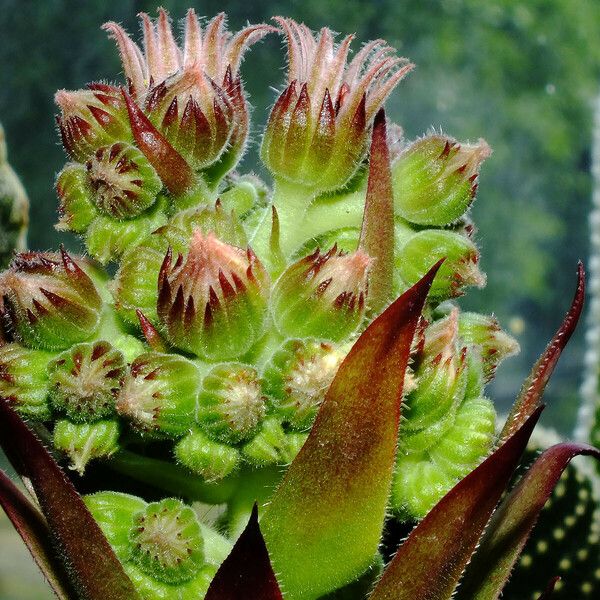 Sempervivum montanum 花